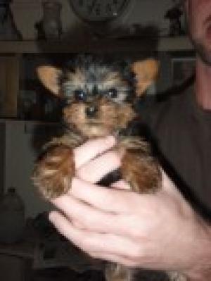 YorkiePuppiesforSale